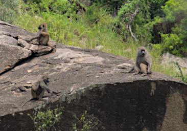 Walk Olive Baboons P2270499