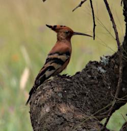 Walk Bird Wood Hoopoe P2270515