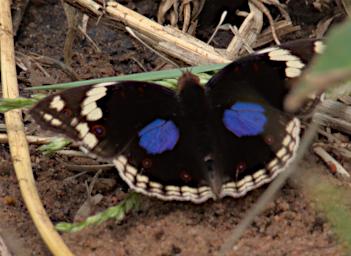 Walk Butterfly Dark Blue Pansy P2270516