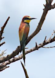 Walk Bird European Bee Eater P2270519