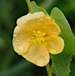Walk Flower Xxx Yellow P2270523