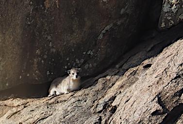 Walk Rock Hyrax P2270527