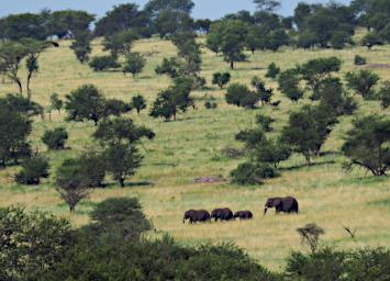 Walk Elephants P2270528