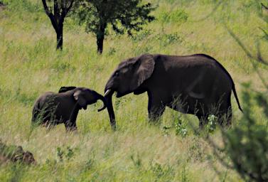 Walk Elephants P2280530