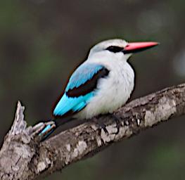 Walk Bird Woodland Kingfisher P2280542