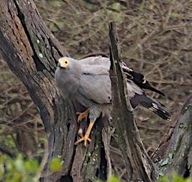 Walk Bird African Harrier Hawk P2280547