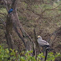 Walk Bird African Harrier Hawk P2280552