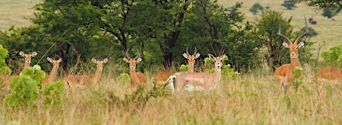 Walk Impala P2280557