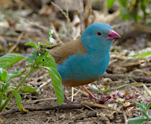 Walk Bird Blue Capped Cordon Bleu