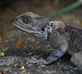 Walk Mwanza Flat Headed Agama