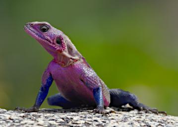 Walk Mwanza Flat Headed Agama