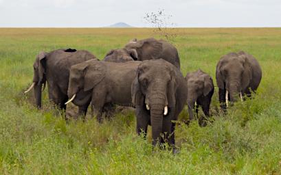 Walk Elephants