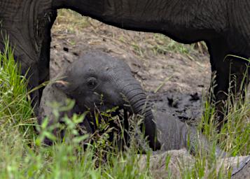 Walk Elephants