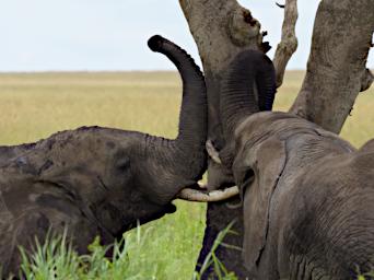 Walk Elephants