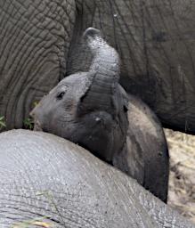 Walk Elephants