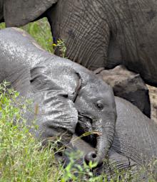 Walk Elephants