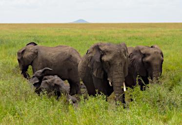 Walk Elephants