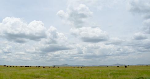 Walk Elephants