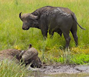 Walk African Buffalo