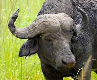 Walk African Cape Buffalo