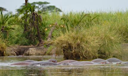 Walk Hippos