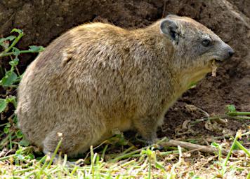 Walk Rock Hyrax