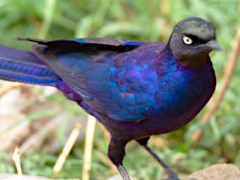 Walk Bird Ruppells Long Tailed Starling