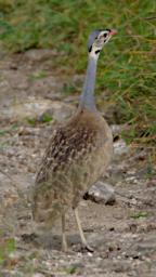 Walk Bird White Bellied Bustard