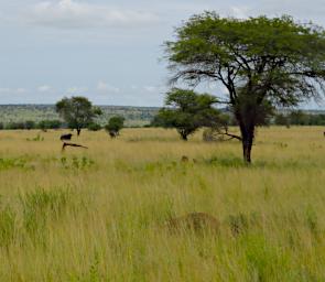 Walk African Buffalo