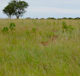 Walk Lions