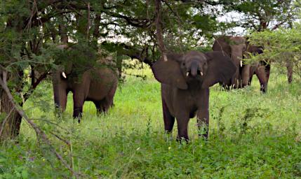 Walk Elephants