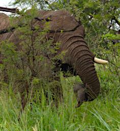 Walk Elephant