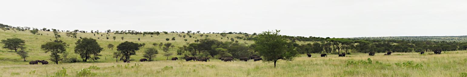 Walk Elephants