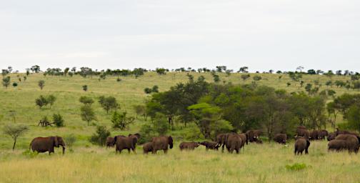 Walk Elephants