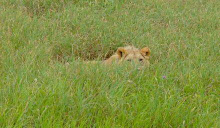 Walk Lion