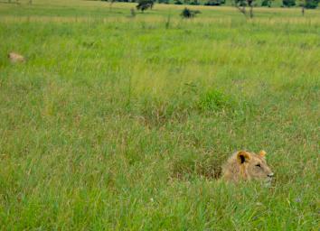 Walk Lion