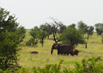 Walk Elephants