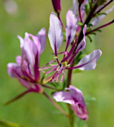 Walk Flower Cleome hirta