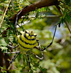 Walk Garden Orb Web Spider