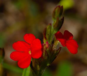 Walk Flower Xxx Red