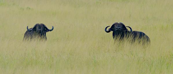 Walk African Cape Buffalo