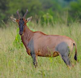 Walk Blue Shanked Topi