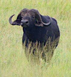 Walk African Cape Buffalo