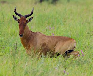 Walk Hartebeest