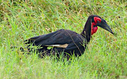 Walk Bird Southern Ground Hornbill