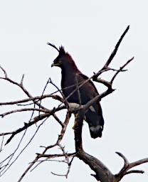 Walk Bird Long Crested Eagle