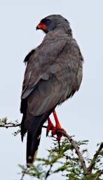 Walk Bird Dart Chanting Goshawk